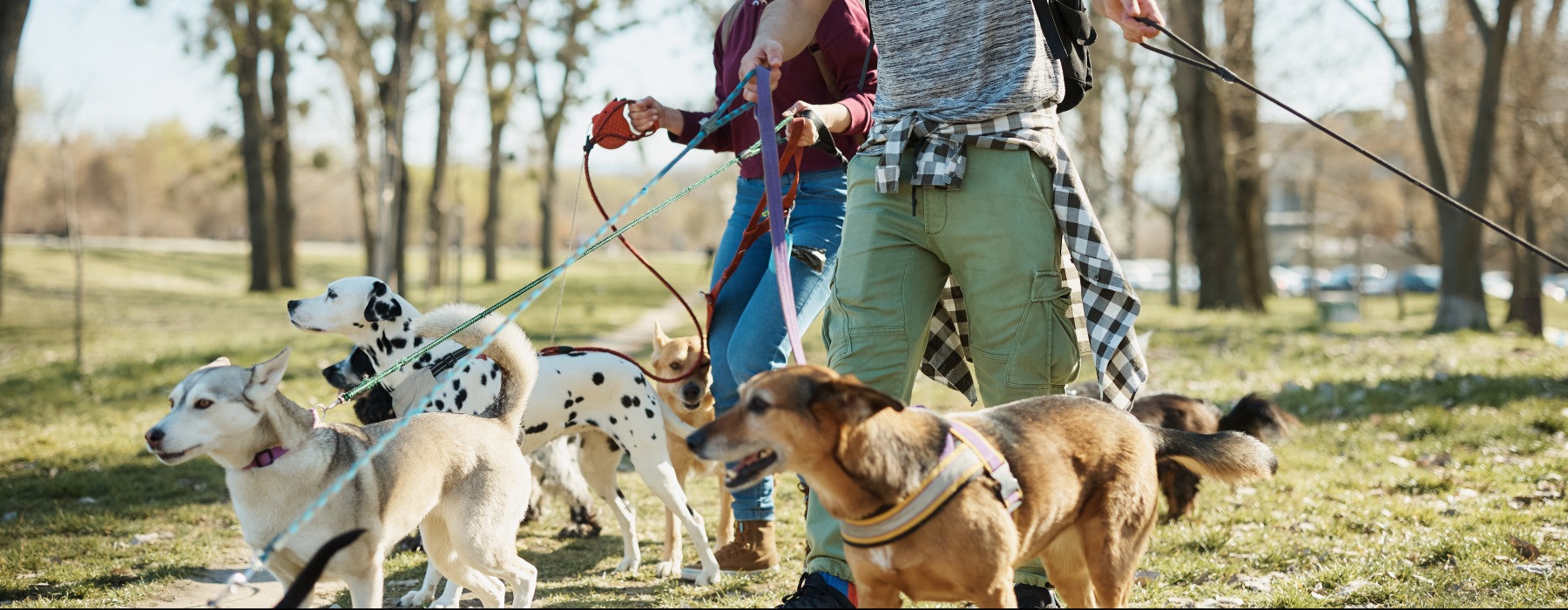 man and woman with dogs at park
